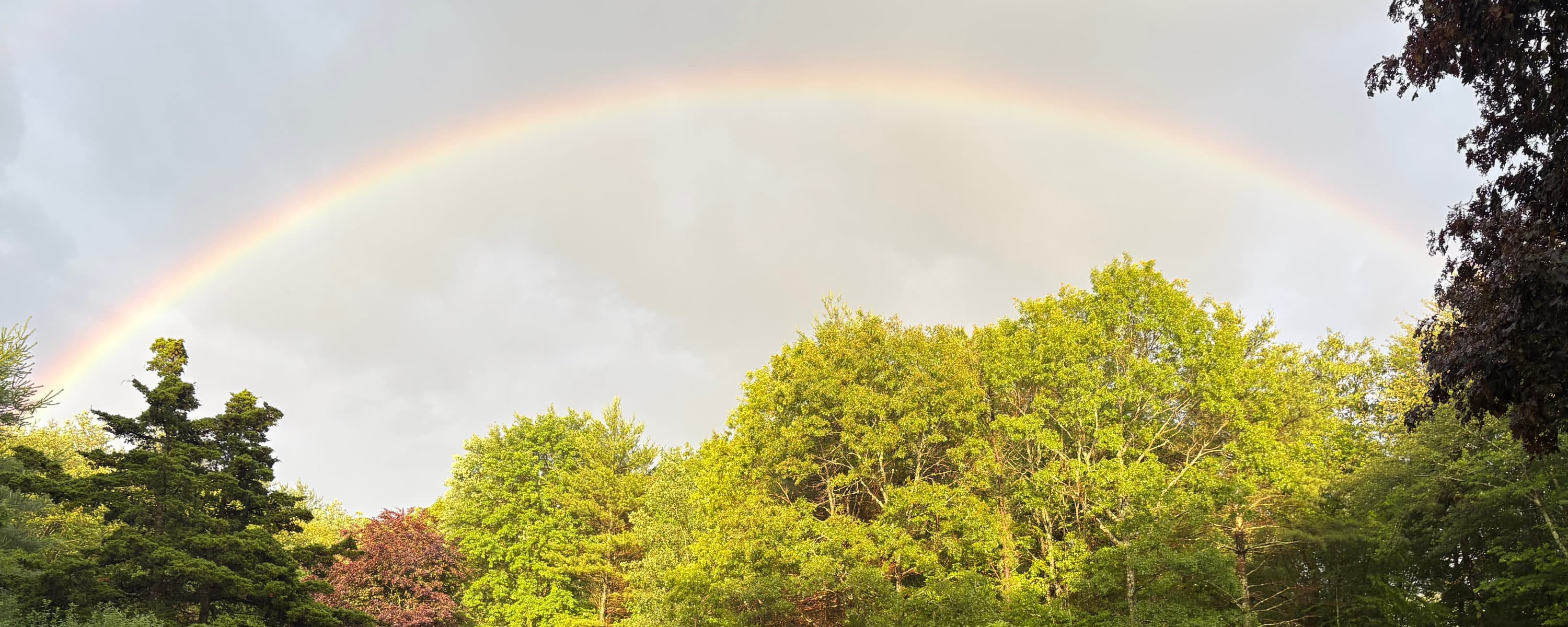 A rainbow arcing over the treeline of Pamela and Brad's garden