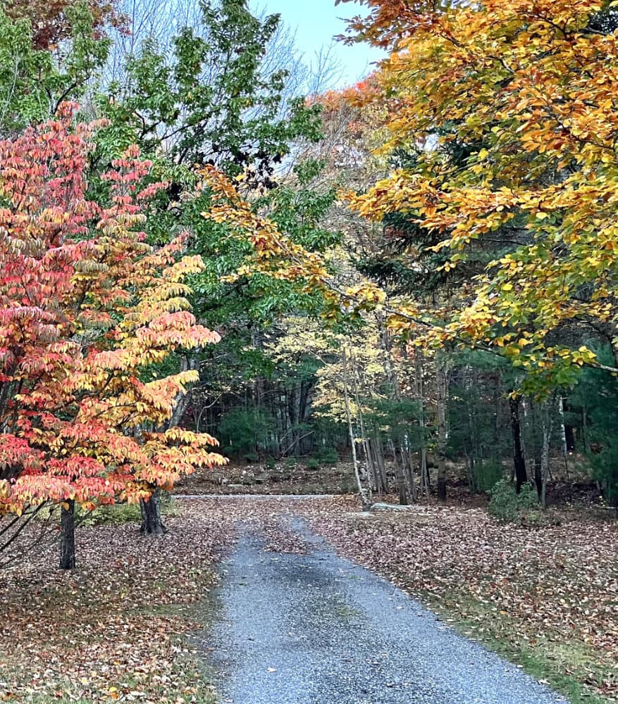 A path leading through autumn trees
